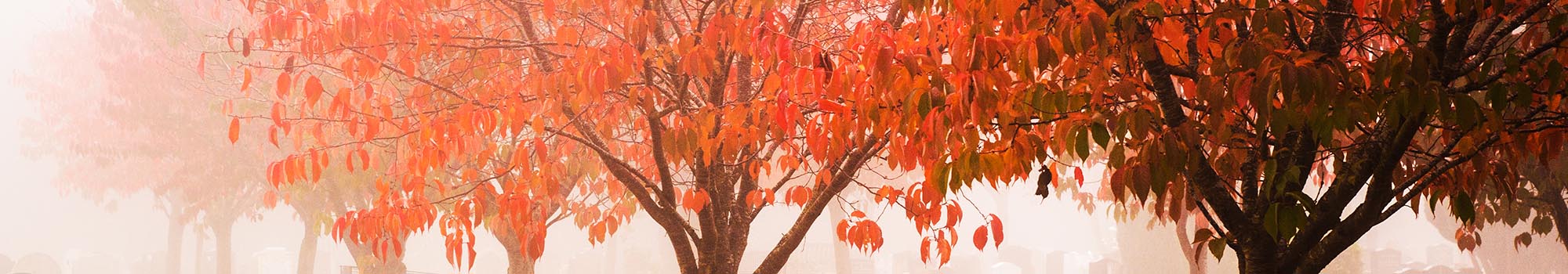 Autmun leave on trees in cemetery grounds