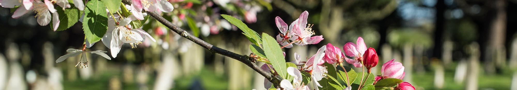 Blossom on tree in cemetery grounds