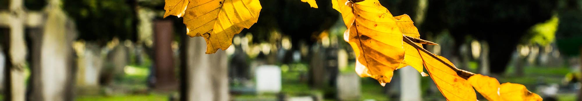 Focus on autmun leaves with cemetery grounds in background